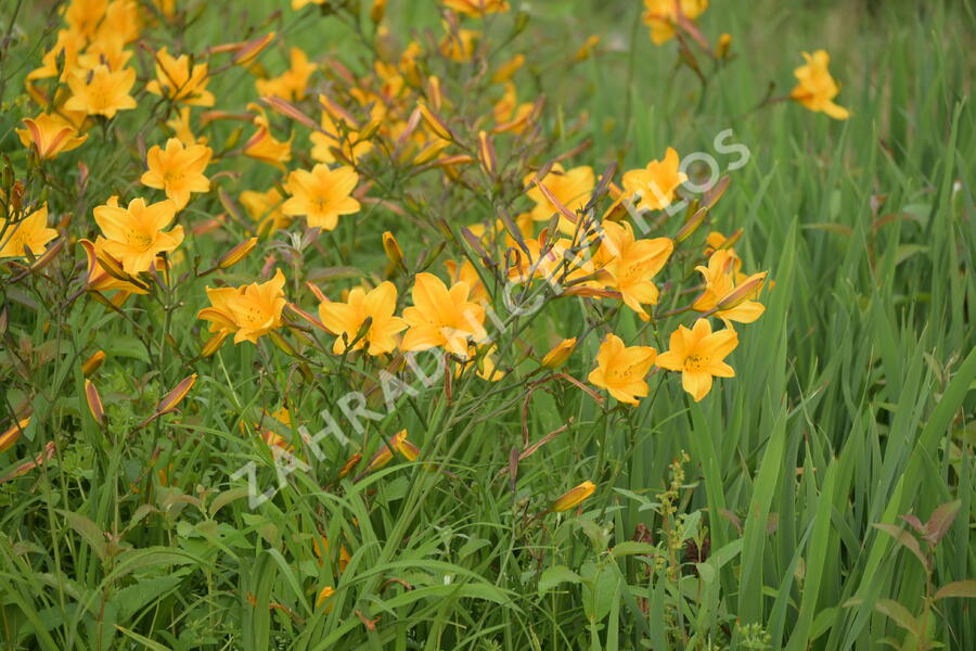 Denivka 'Golden Chimes' - Hemerocallis 'Golden Chimes'