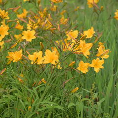 Denivka 'Golden Chimes' - Hemerocallis 'Golden Chimes'