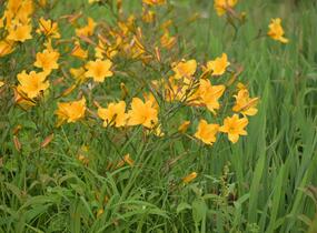 Denivka 'Golden Chimes' - Hemerocallis 'Golden Chimes'