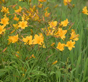 Denivka 'Golden Chimes' - Hemerocallis 'Golden Chimes'