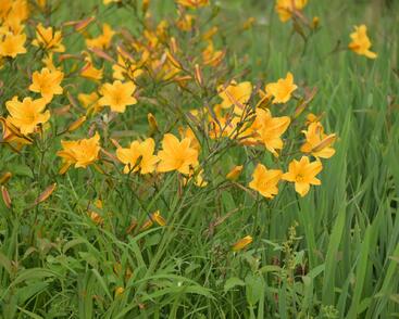 Denivka 'Golden Chimes'