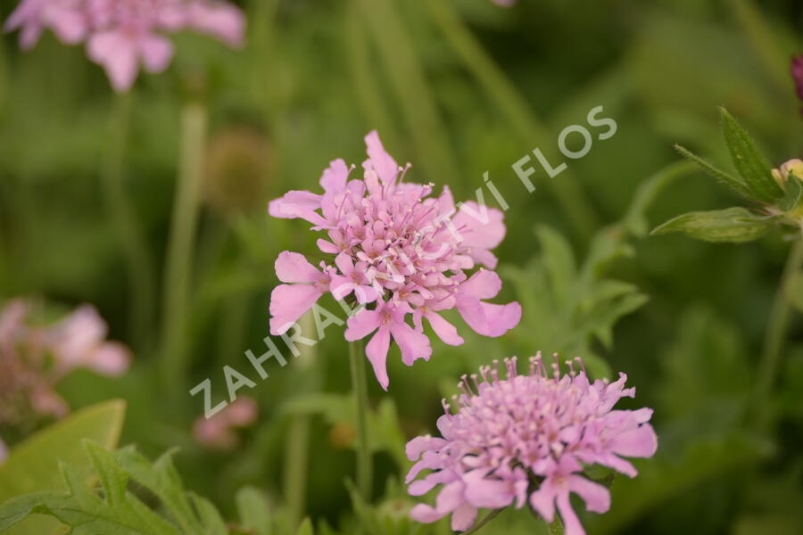 Hlaváč fialový 'Pink Mist' - Scabiosa columbaria 'Pink Mist'