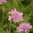 Hlaváč fialový 'Pink Mist' - Scabiosa columbaria 'Pink Mist'