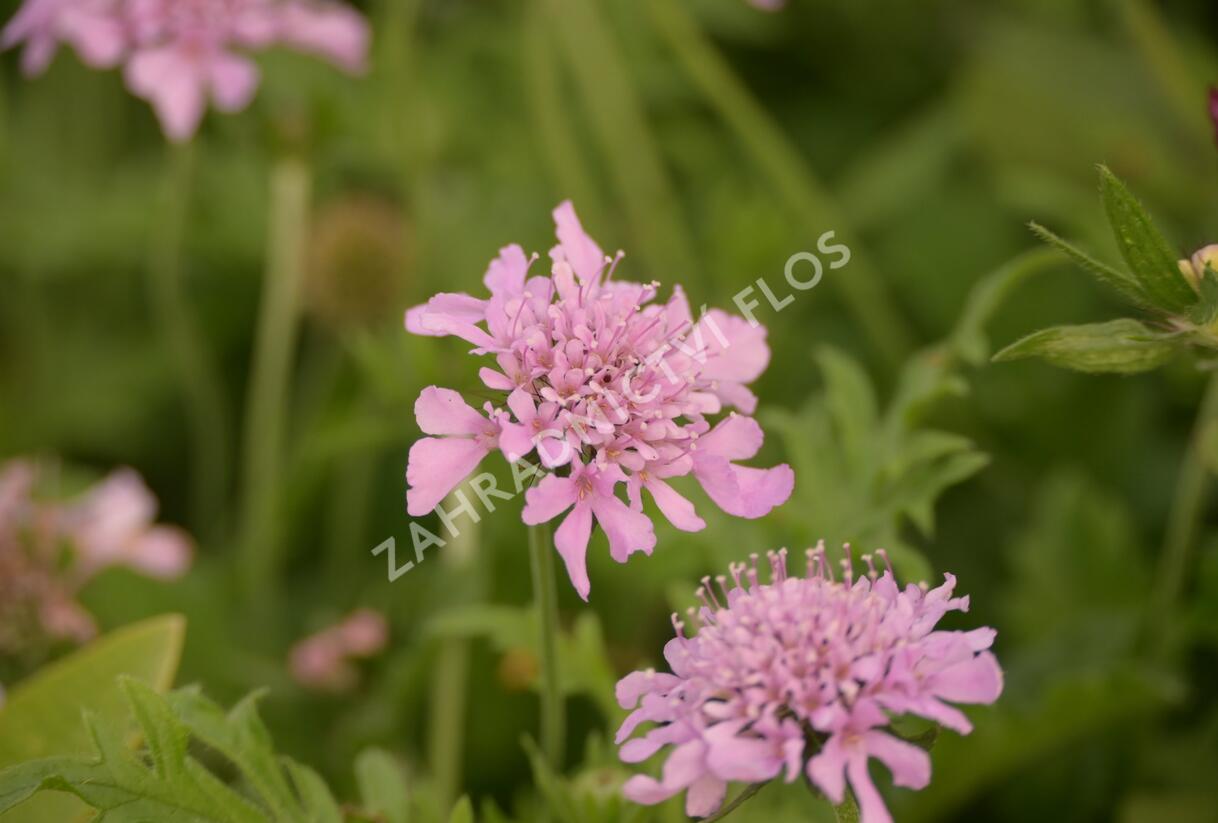 Hlaváč fialový 'Pink Mist' - Scabiosa columbaria 'Pink Mist'