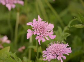 Hlaváč fialový 'Pink Mist' - Scabiosa columbaria 'Pink Mist'