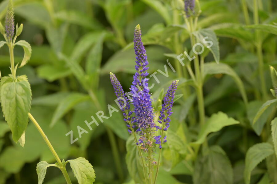 Rozrazil dlouholistý 'Marietta' - Veronica longifolia 'Marietta'