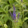 Rozrazil dlouholistý 'Marietta' - Veronica longifolia 'Marietta'