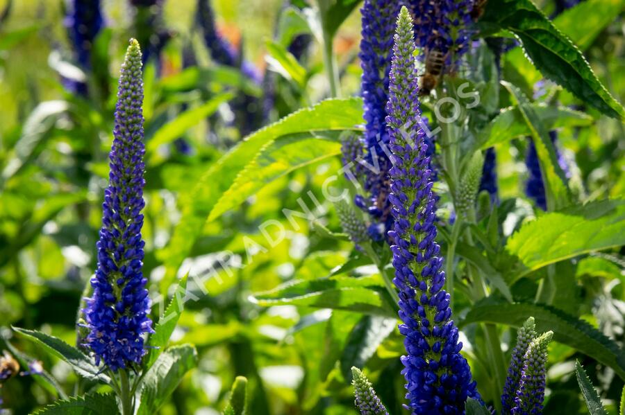 Rozrazil dlouholistý 'Marietta' - Veronica longifolia 'Marietta'