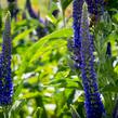 Rozrazil dlouholistý 'Marietta' - Veronica longifolia 'Marietta'