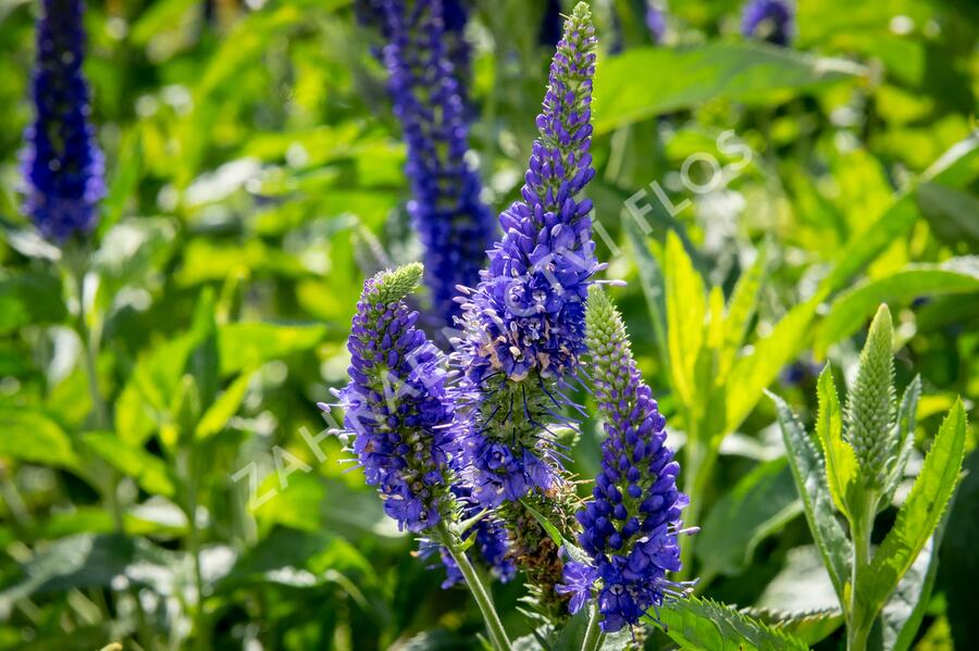 Rozrazil dlouholistý 'Marietta' - Veronica longifolia 'Marietta'