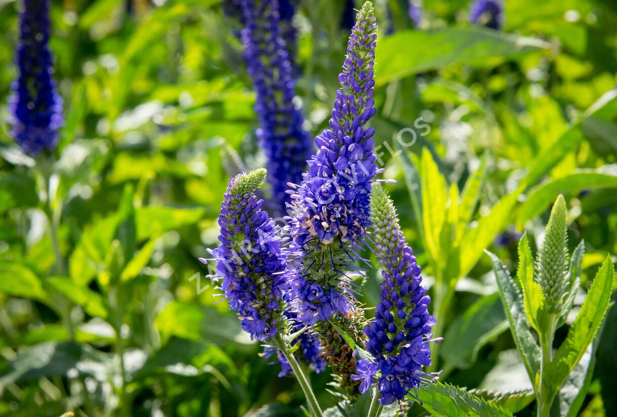 Rozrazil dlouholistý 'Marietta' - Veronica longifolia 'Marietta'