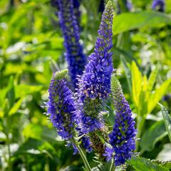 Rozrazil dlouholistý 'Marietta' - Veronica longifolia 'Marietta'
