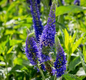 Rozrazil dlouholistý 'Marietta' - Veronica longifolia 'Marietta'