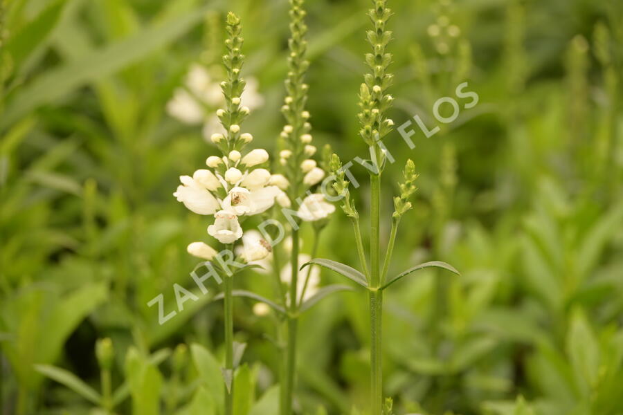 Včelník virginský 'Miss Manners' - Physostegia virginiana 'Miss Manners'