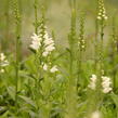 Včelník virginský 'Miss Manners' - Physostegia virginiana 'Miss Manners'