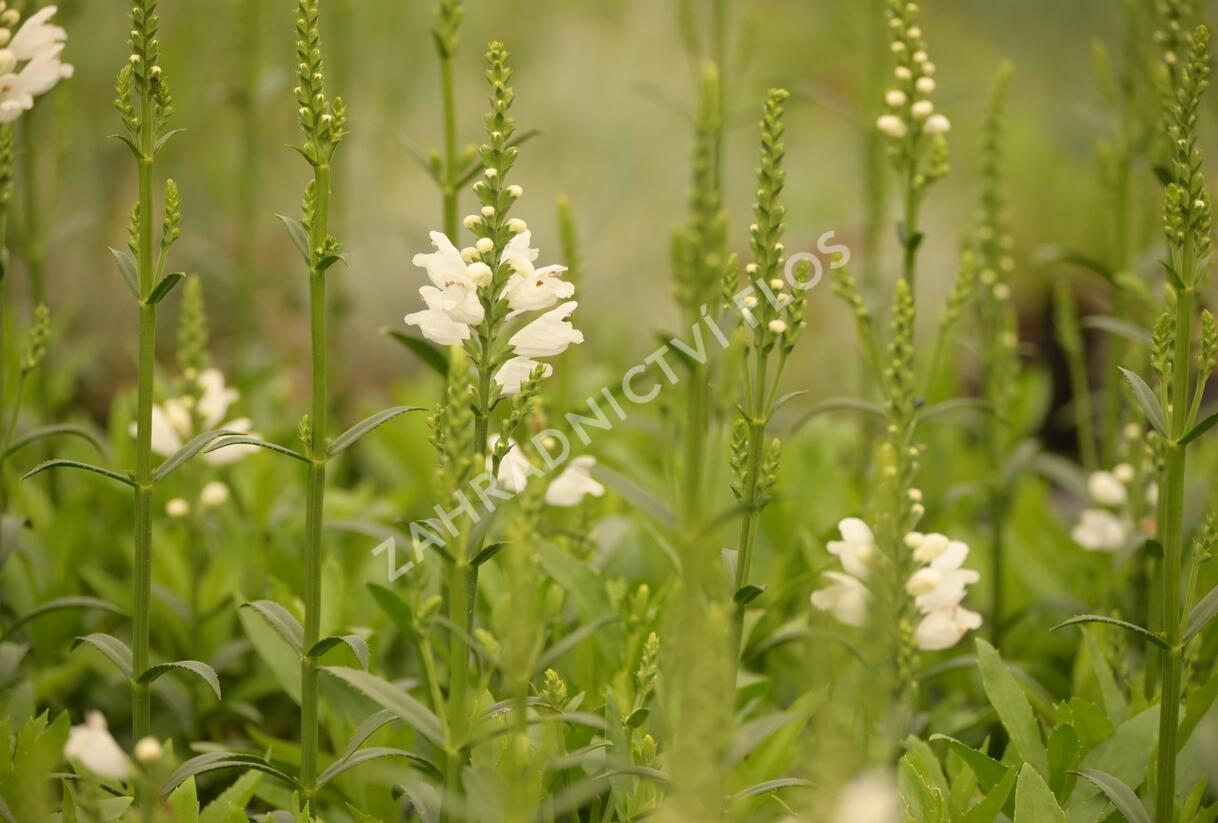 Včelník virginský 'Miss Manners' - Physostegia virginiana 'Miss Manners'