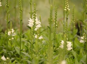 Včelník virginský 'Miss Manners' - Physostegia virginiana 'Miss Manners'
