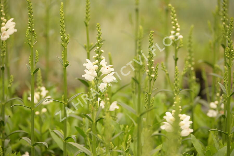Včelník virginský 'Miss Manners' - Physostegia virginiana 'Miss Manners'