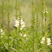 Včelník virginský 'Miss Manners' - Physostegia virginiana 'Miss Manners'