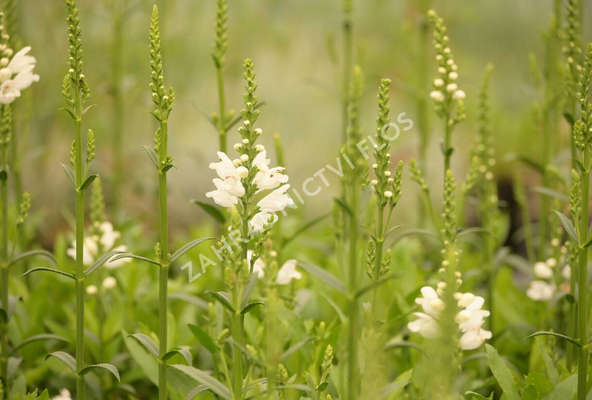 Včelník virginský 'Miss Manners' - Physostegia virginiana 'Miss Manners'
