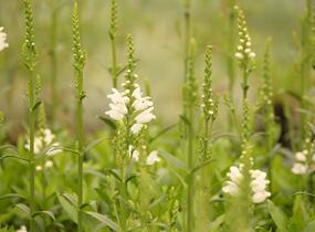 Včelník virginský 'Miss Manners' - Physostegia virginiana 'Miss Manners'