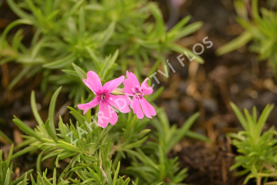 Plamenka šídlovitá 'Samson' - Phlox subulata 'Samson'