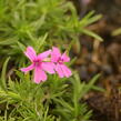 Plamenka šídlovitá 'Samson' - Phlox subulata 'Samson'