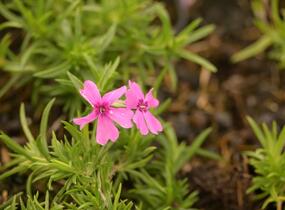 Plamenka šídlovitá 'Samson' - Phlox subulata 'Samson'