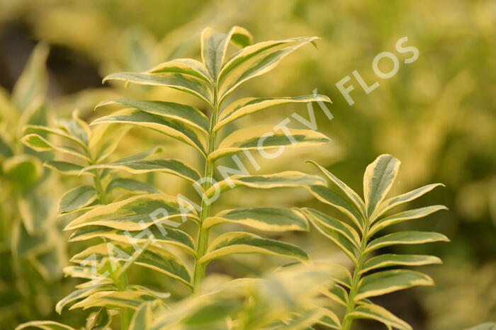 Jirnice 'Brise d'Anjou' - Polemonium 'Brise d'Anjou'