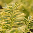 Jirnice 'Brise d'Anjou' - Polemonium 'Brise d'Anjou'