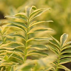 Jirnice 'Brise d'Anjou' - Polemonium 'Brise d'Anjou'