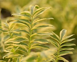 Jirnice 'Brise d'Anjou'