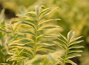 Jirnice 'Brise d'Anjou' - Polemonium 'Brise d'Anjou'