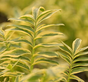 Jirnice 'Brise d'Anjou' - Polemonium 'Brise d'Anjou'