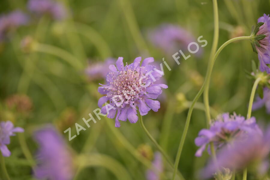 Hlaváč fialový 'Butterfly Blue' - Scabiosa columbaria 'Butterfly Blue'