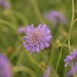 Hlaváč fialový 'Butterfly Blue' - Scabiosa columbaria 'Butterfly Blue'