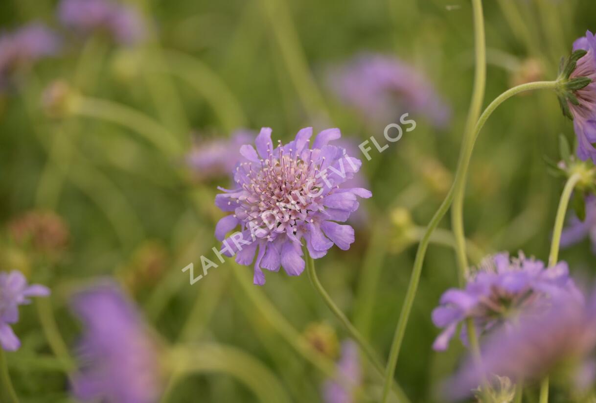 Hlaváč fialový 'Butterfly Blue' - Scabiosa columbaria 'Butterfly Blue'