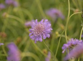 Hlaváč fialový 'Butterfly Blue' - Scabiosa columbaria 'Butterfly Blue'