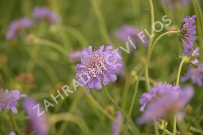 Hlaváč fialový 'Butterfly Blue' - Scabiosa columbaria 'Butterfly Blue'