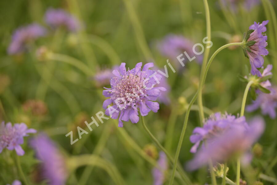 Hlaváč fialový 'Butterfly Blue' - Scabiosa columbaria 'Butterfly Blue'