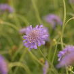 Hlaváč fialový 'Butterfly Blue' - Scabiosa columbaria 'Butterfly Blue'