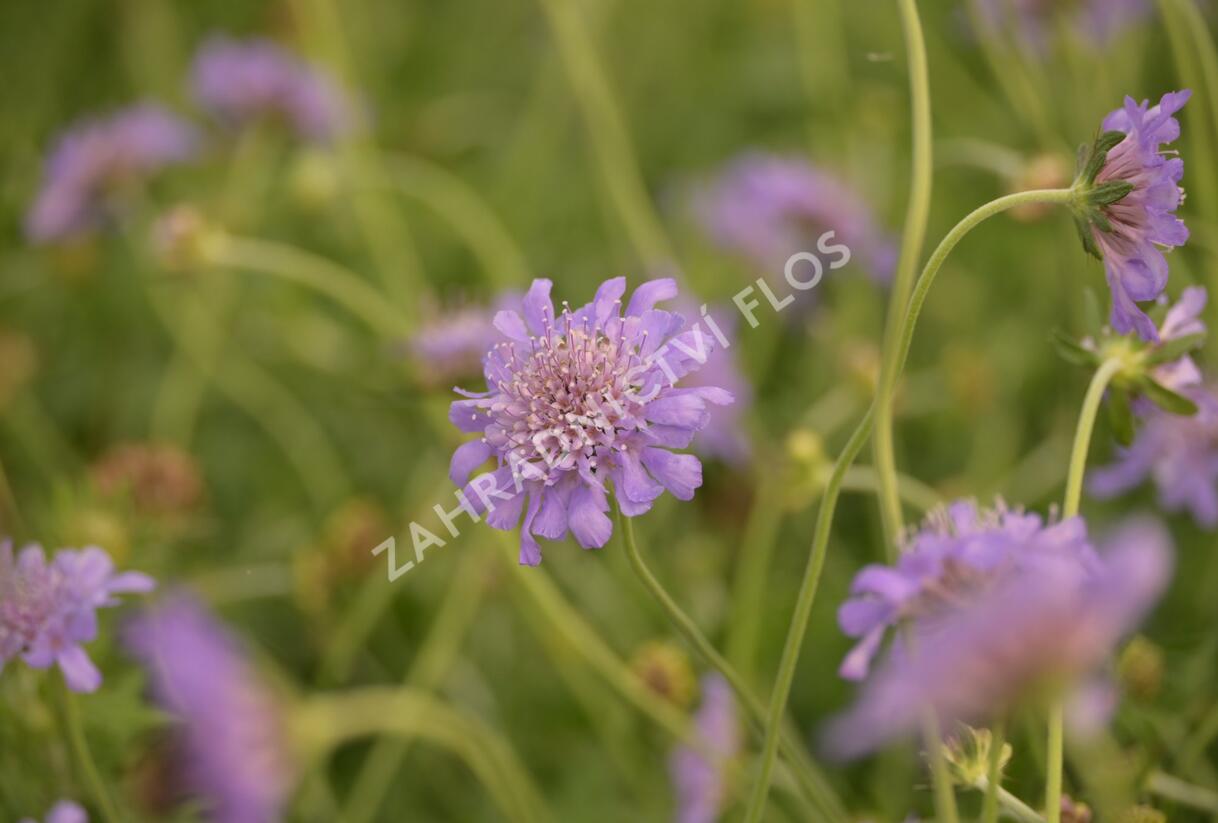 Hlaváč fialový 'Butterfly Blue' - Scabiosa columbaria 'Butterfly Blue'