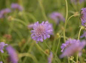 Hlaváč fialový 'Butterfly Blue' - Scabiosa columbaria 'Butterfly Blue'