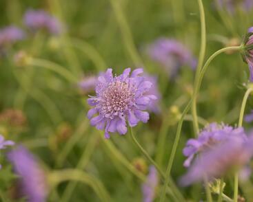 Hlaváč fialový 'Butterfly Blue'