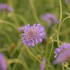 hlavac-butterfly-blue.jpg