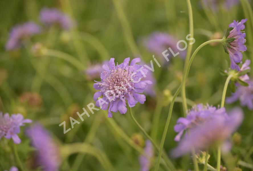 Hlaváč fialový 'Butterfly Blue' - Scabiosa columbaria 'Butterfly Blue'