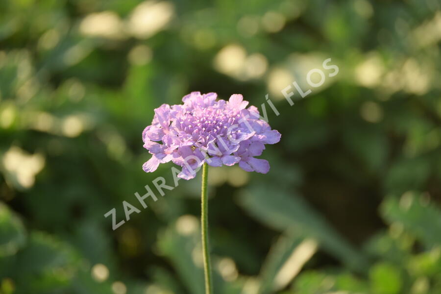 Hlaváč fialový 'Flutter Deep Blue' - Scabiosa columbaria 'Flutter Deep Blue'