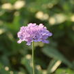 Hlaváč fialový 'Flutter Deep Blue' - Scabiosa columbaria 'Flutter Deep Blue'