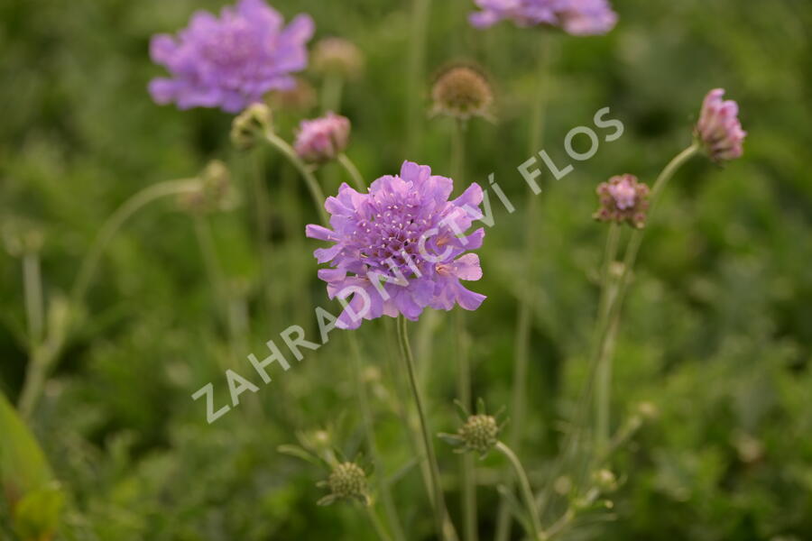 Hlaváč fialový 'Flutter Deep Blue' - Scabiosa columbaria 'Flutter Deep Blue'