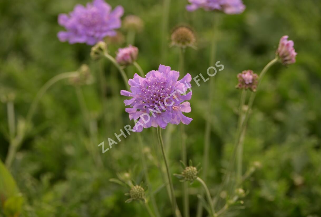 Hlaváč fialový 'Flutter Deep Blue' - Scabiosa columbaria 'Flutter Deep Blue'